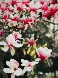 Blühende Magnolie, 2018